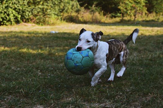 dog playing at the park