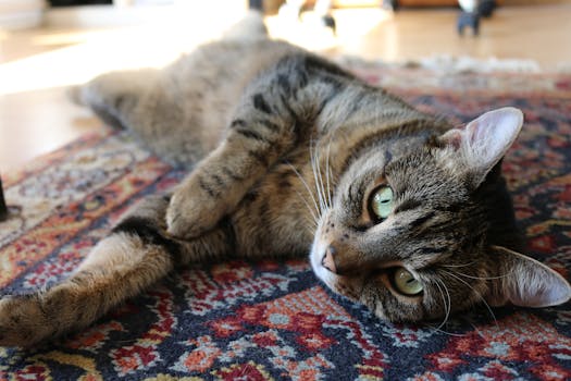 cat lounging in a cozy spot