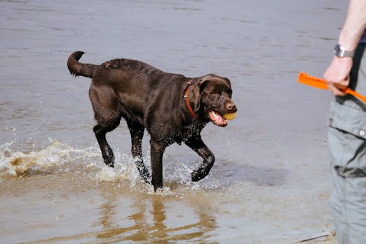 happy dog playing fetch