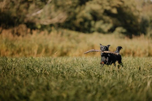 happy dog playing fetch