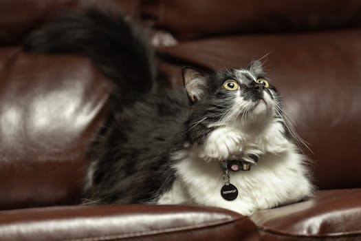 cat lounging on a couch