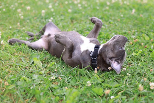 happy dog playing in the park