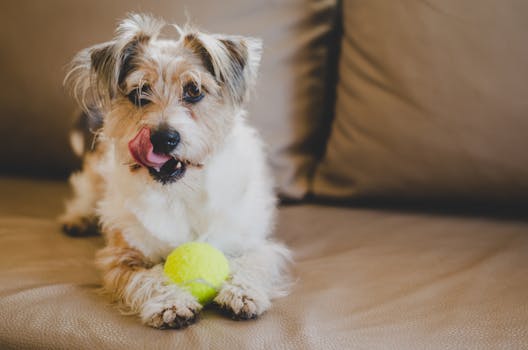 cute puppy playing with a ball