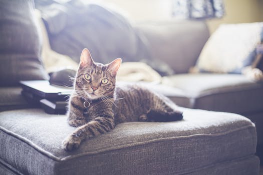 cat lounging on a couch