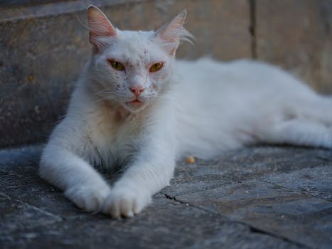 calm cat lounging on a sunny windowsill