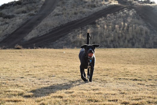 happy golden retriever playing fetch