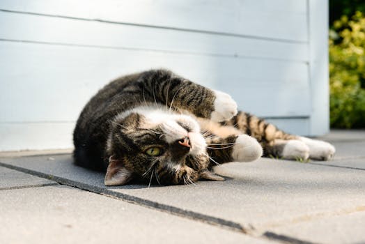 cute cat lounging in sunlight