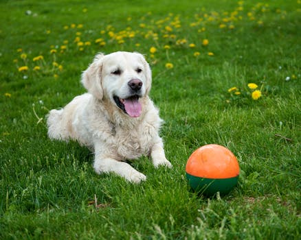 happy dog playing fetch