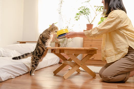 happy cat playing with owner