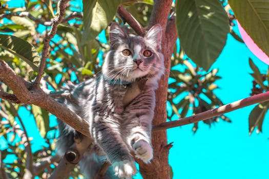 cat relaxing in the sun