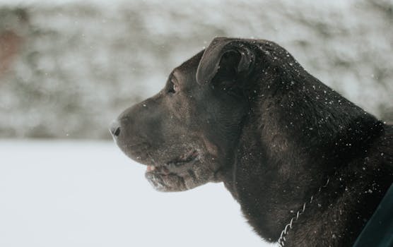 happy senior dog with a gentle face