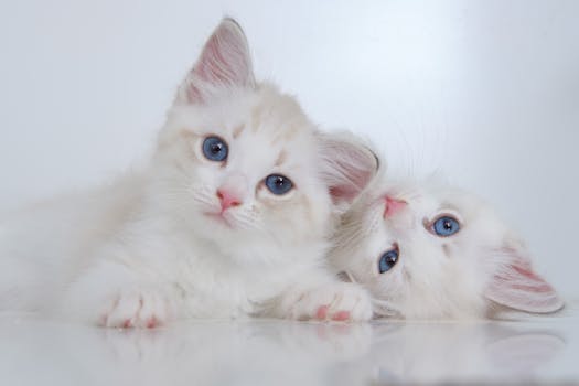 cat and rabbit playing together