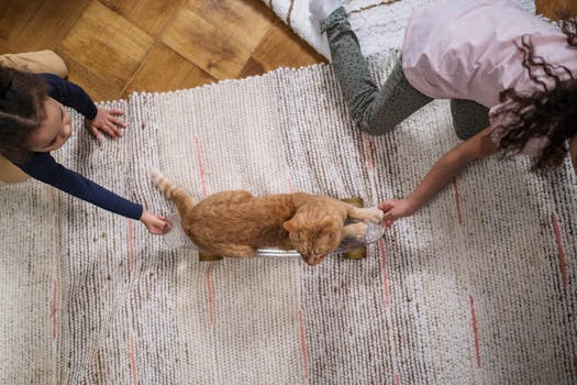 happy cat playing