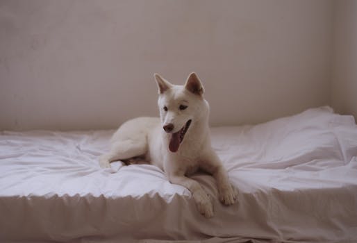 happy pet enjoying a clean home