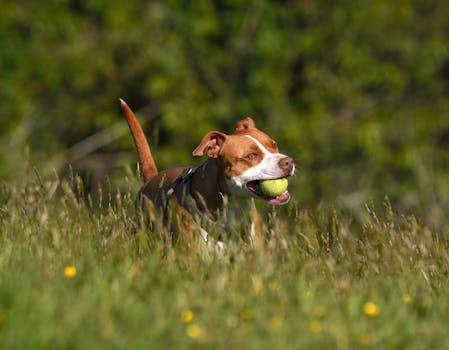 happy dog playing fetch with owner