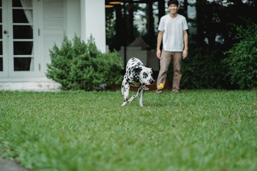 happy dog playing with owner