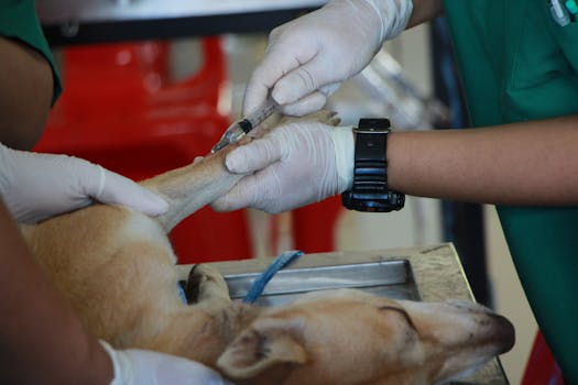 vet giving a vaccination to a dog