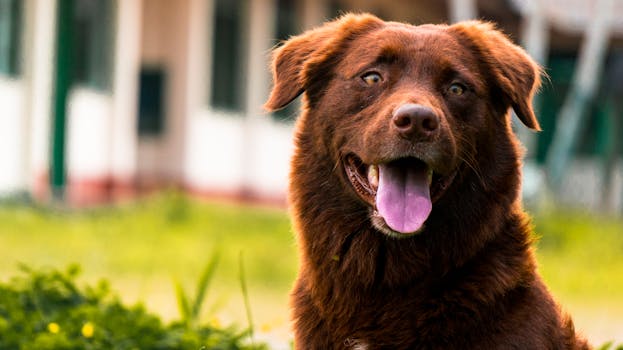 happy dog with a wet nose