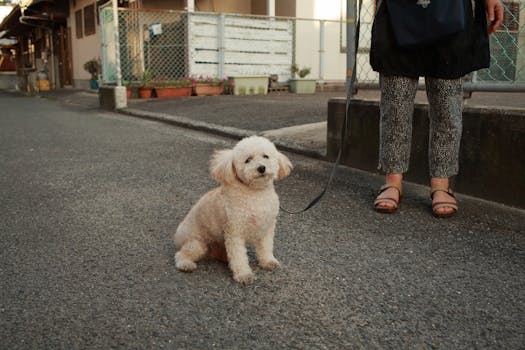 owner and dog enjoying a walk