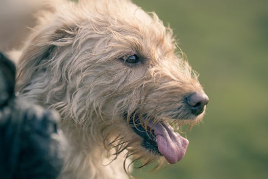 dog walking in the park