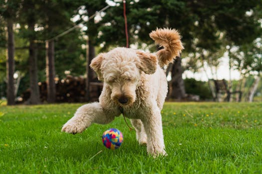 dog playing with a ball in the park