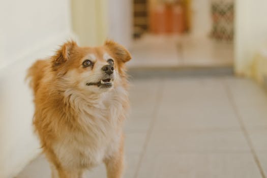 happy dog getting groomed