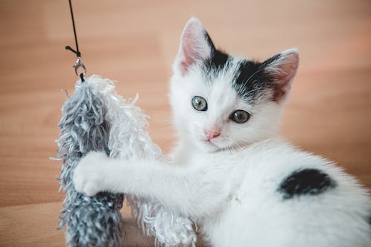 Cat playing with a toy