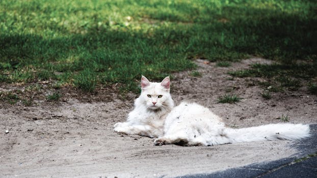 cat lounging in a sunny spot