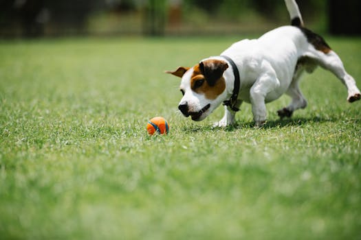 happy dog playing fetch