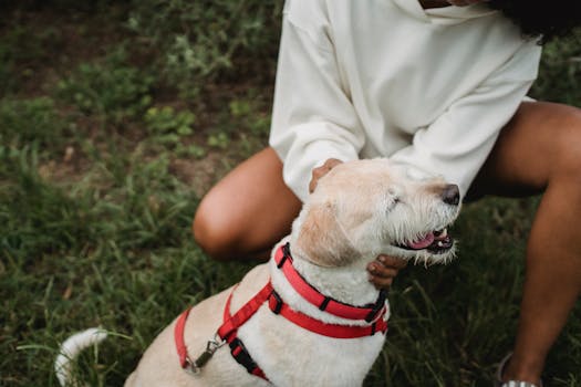 a person petting a friendly dog