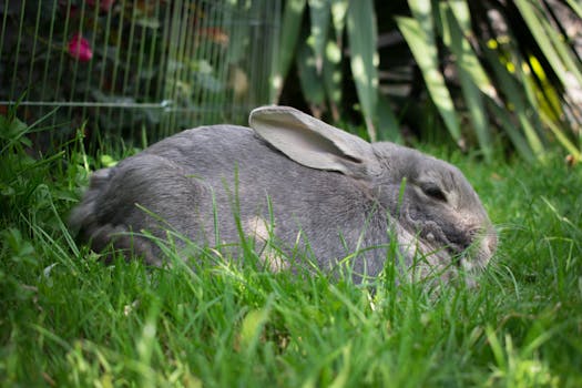 cute rabbit in a garden setting