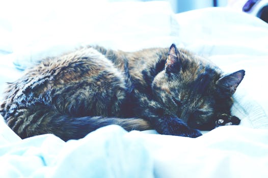 cat curled up in a cozy bed