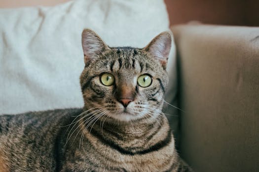 cute cat lounging on a couch