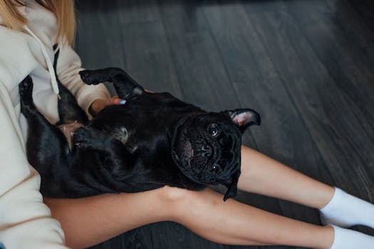 happy dog playing with owner