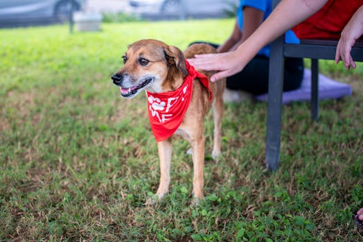 dog being adopted