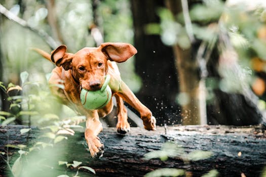 child playing fetch with a dog