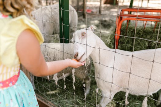 child feeding their pet