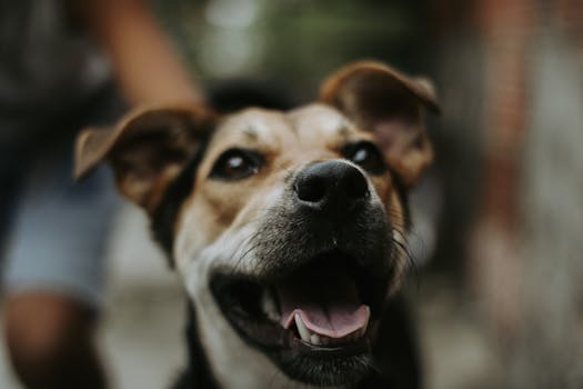 senior dog enjoying a sunny day