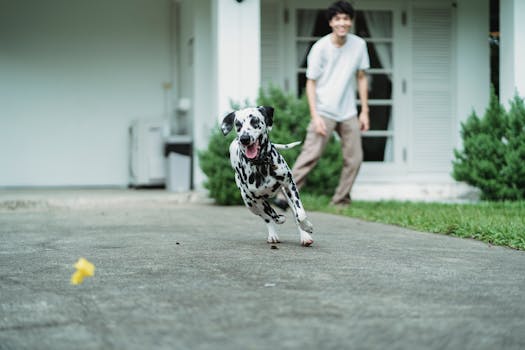 pet owner playing fetch with their dog