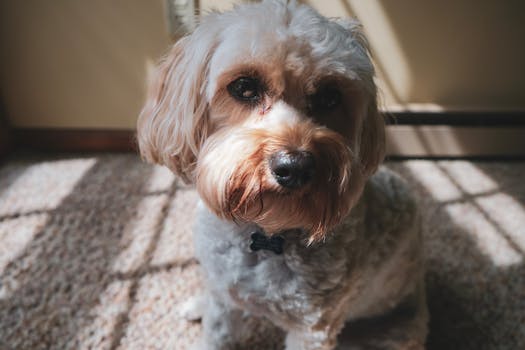 dog getting groomed at home