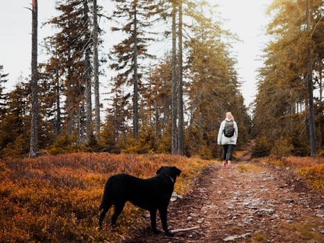 person walking dog in park