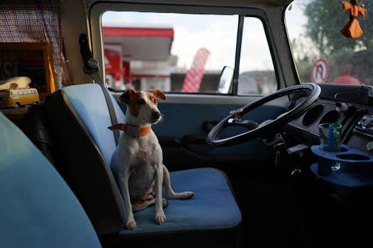 dog enjoying a car ride