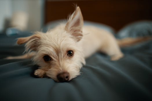 happy dog relaxing in a hotel room