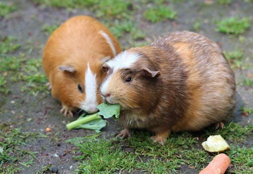 adorable long-haired guinea pig