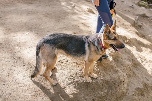 dog owner and dog enjoying a hike