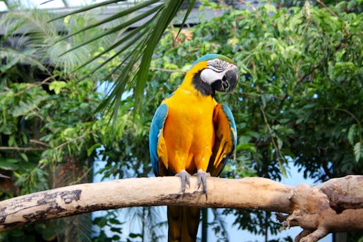 colorful parrot perched on a branch