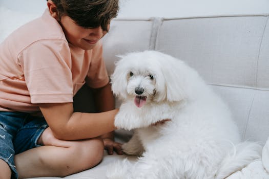 happy dog receiving affection