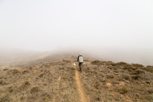 dog enjoying the trail