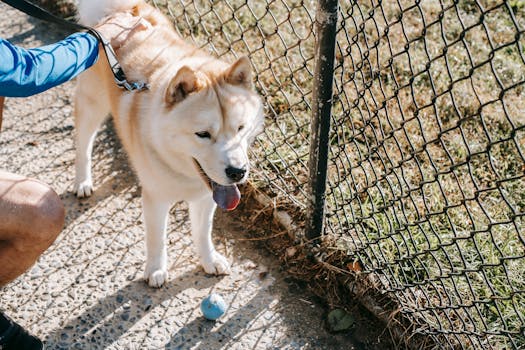 happy pet owner walking with dog