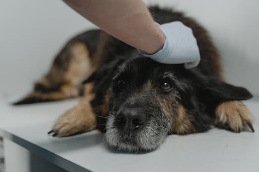 therapy dog providing comfort